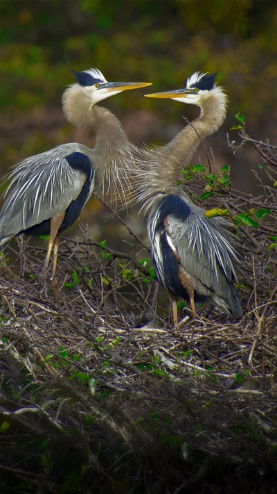 Great blue herons in the Wakodahatchee Wetlands, Delray Beach, Florida (© Marie Hickman/Getty Images) mobile wallpaper