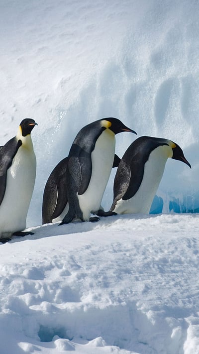 「コウテイペンギンの隊列」南極, スノー・ヒル島 (© David Tipling Photo Library/Alamy) mobile wallpaper