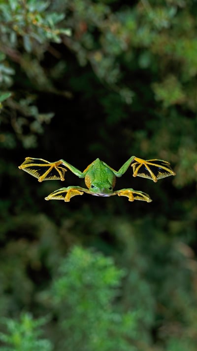 A Wallace's flying frog glides to the forest floor (© Stephen Dalton/Minden Pictures) mobile wallpaper