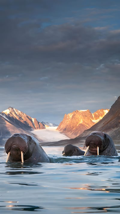 Herd of walruses in northern Spitsbergen, Svalbard archipelago, Norway (© AWL Images/Danita Delimont) mobile wallpaper