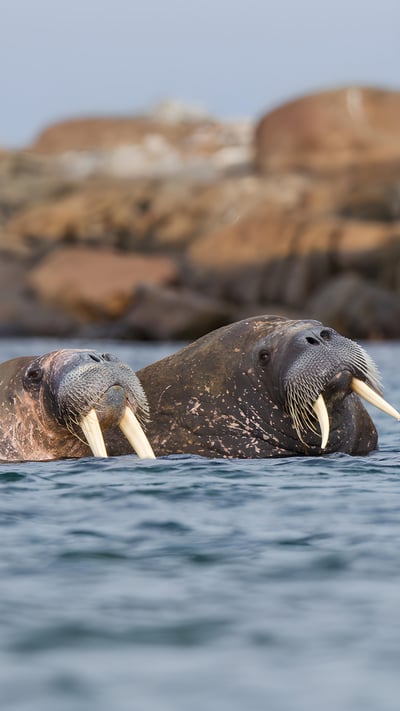 Walrus pair at sea in Svalbard, Norway (© Mark Smith/Getty Images) mobile wallpaper
