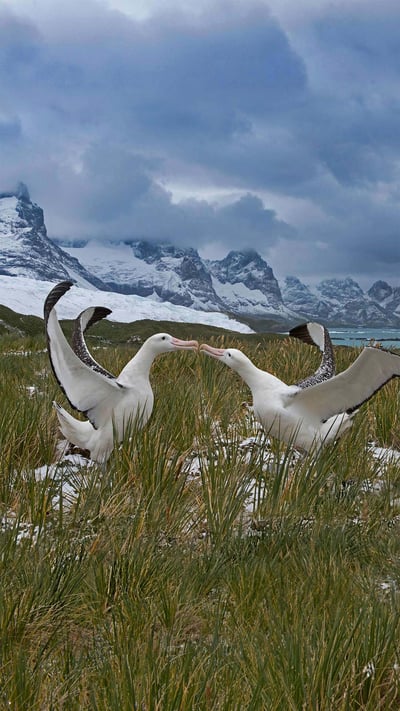 Wandering albatross pair, South Georgia Island (© David Tipling Photo Library/Alamy) mobile wallpaper