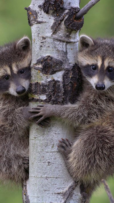Waschbär (Procyon Lotor) zwei Babys klettern auf den Baum (© Tim Fitzharris/Minden) mobile wallpaper