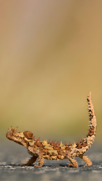 Thorny devil, Watarrka National Park, Australia (© Yva Momatiuk and John Eastcott/Minden Pictures) mobile wallpaper