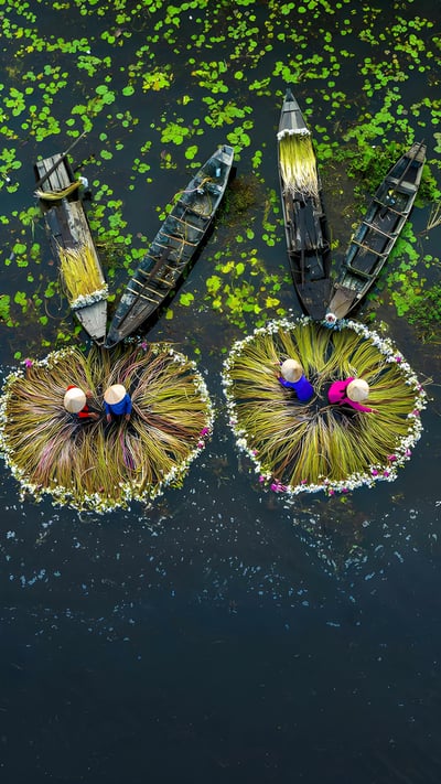 Water lily harvest, Mekong River Delta, Long An, Vietnam (© Khanh Phan/Solent News/Shutterstock) mobile wallpaper