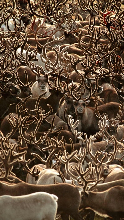 Caribou in Kobuk Valley National Park, Alaska (© Staffan Widstrand/Minden Pictures) mobile wallpaper