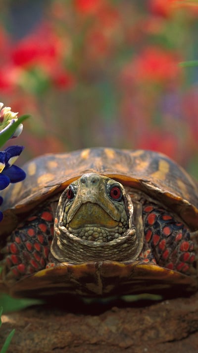 Western box turtle (© Tim Fitzharris/Minden Pictures) mobile wallpaper