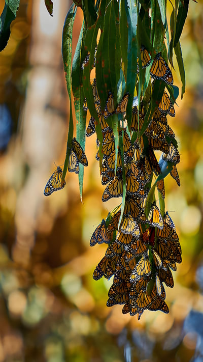 Monarch butterflies, Goleta, California (© Craig Rademacher/500px/Getty Images) mobile wallpaper