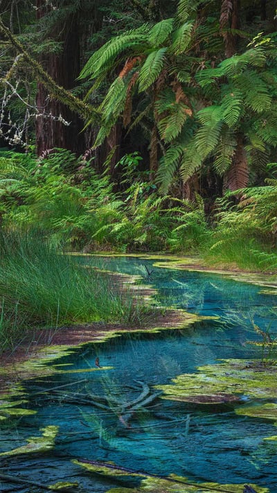 Redwood Memorial Grove in Whakarewarewa Forest, North Island, New Zealand (© Michael Breitung/Huber/eStock Photo) mobile wallpaper