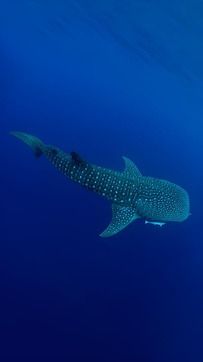 A whale shark in Cenderawasih Bay, West Papua, Indonesia (© Andy Lerner/Tandem Stills + Motion) mobile wallpaper