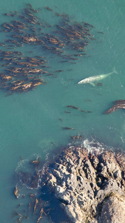 Aerial shot of grey whale (Eschrichtius robustus) at the surface among bull kelp in Vancouver (© Bertie Gregory/Minden Pictures) mobile wallpaper