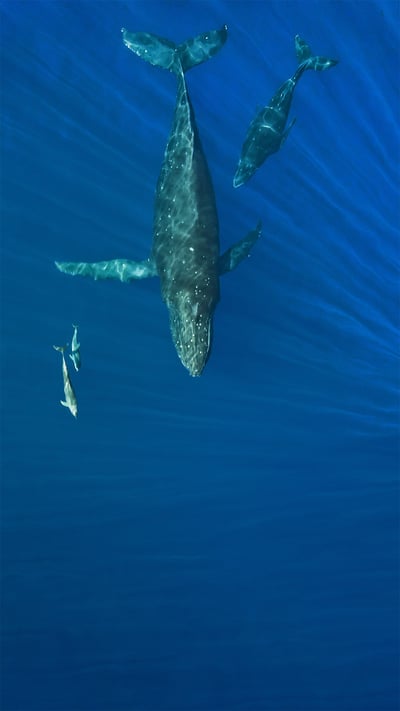 Humpback whales and dolphins, Hawaii (© drewsulockcreations/Getty Images) mobile wallpaper