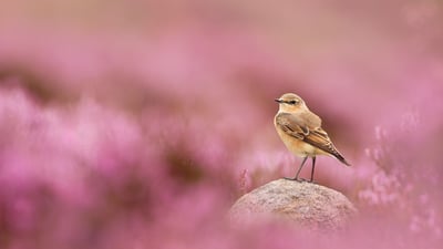 Perched and poised