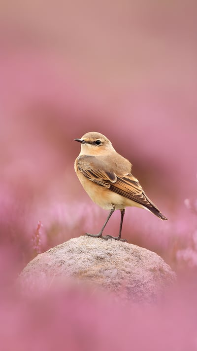 Wheatear and flowering heather, Peak District National Park, England (© Ben Hall/Nature Picture Library) mobile wallpaper