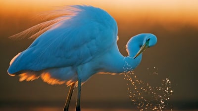 This egret has no regrets