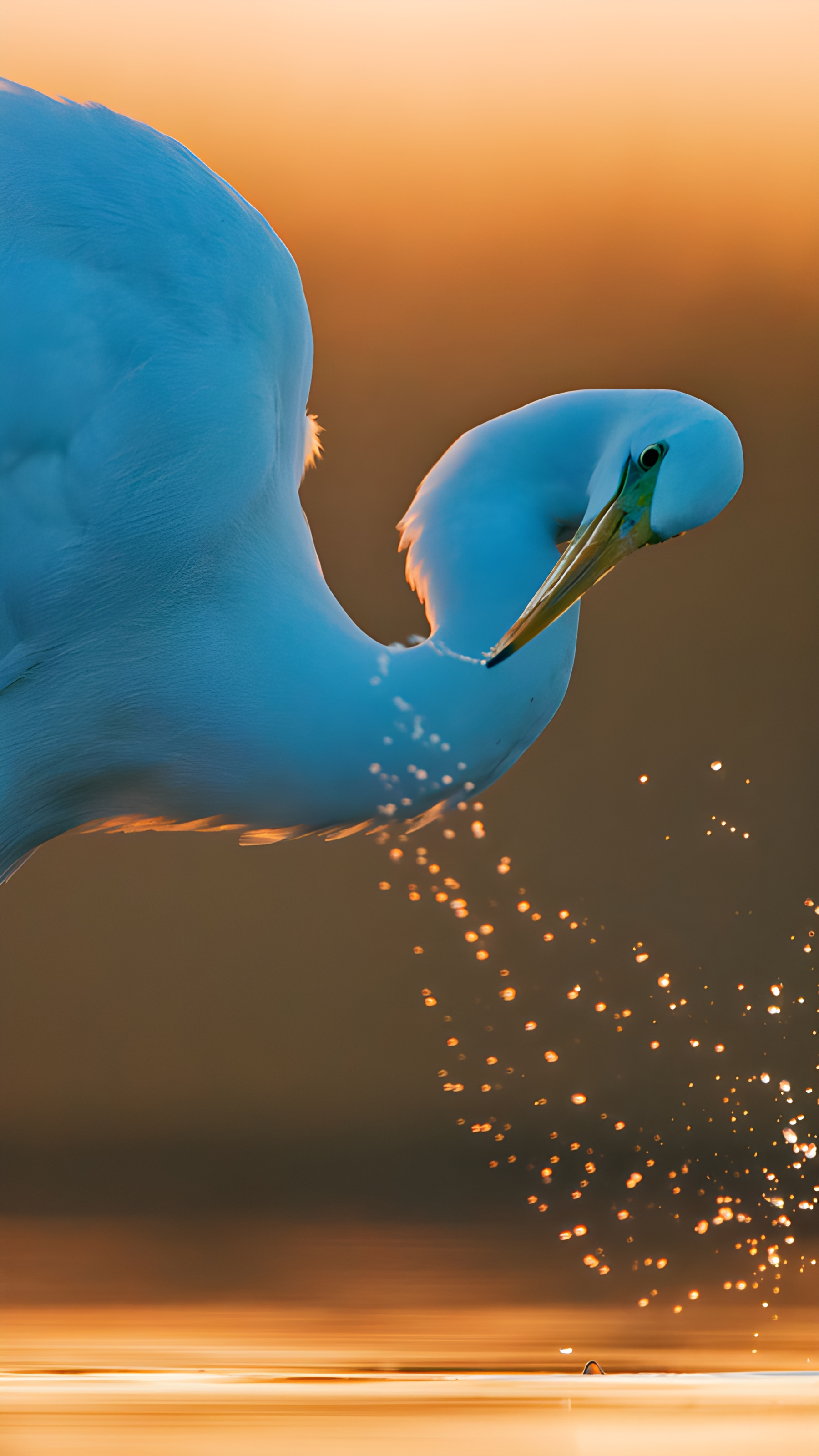 Great white egret, Hungary (© Markus Varesvuo/Nature Picture Library) mobile wallpaper