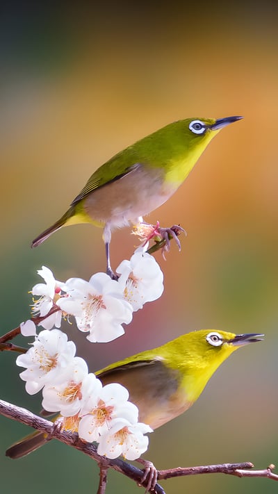 Silvereyes with cherry blossoms, South Korea (© TigerSeo/Getty Images) mobile wallpaper