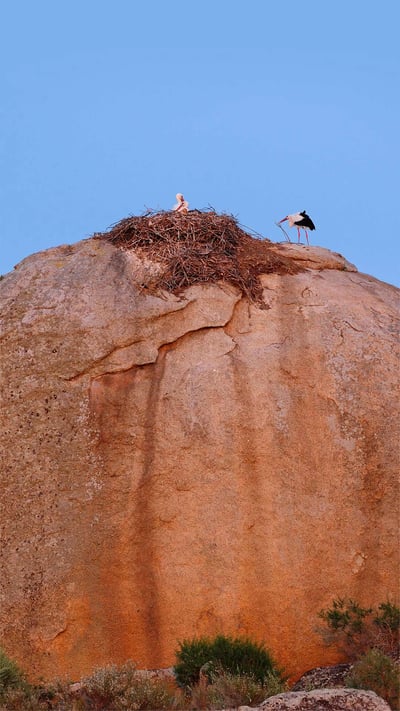 White storks at Los Barruecos Natural Monument, Caceres, Spain (© Wild Wonders of Europe/Widstrand/Minden Pictures) mobile wallpaper
