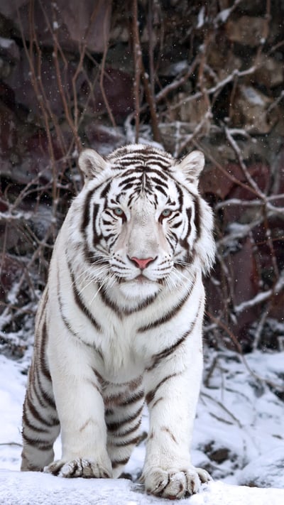 A white tiger at the Moscow Zoo, Russia (© andamanec/Shutterstock) mobile wallpaper