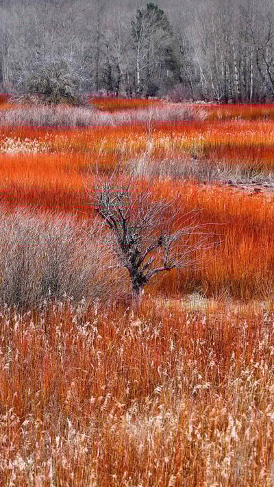 Wicker fields in Cañamares, Spain (© David Santiago Garcia/Alamy) mobile wallpaper