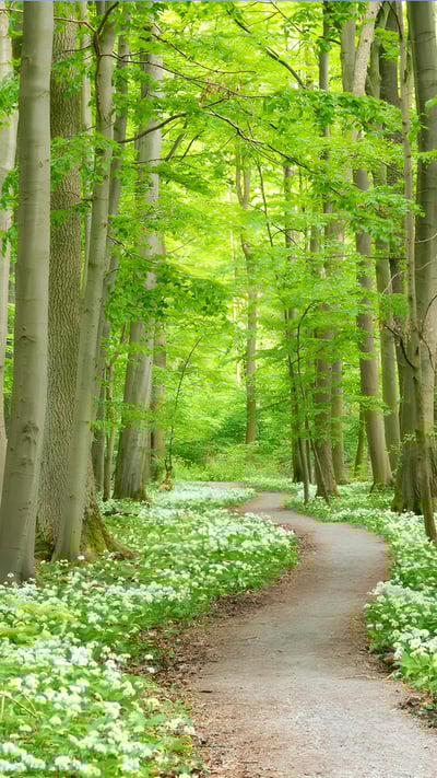 Blooming wild garlic, Hainich National Park, Germany (© Frank Sommariva/Getty Images) mobile wallpaper