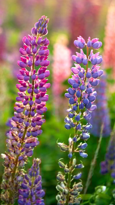 Wild lupines in bloom (© silverjohn/Getty Images Plus) mobile wallpaper