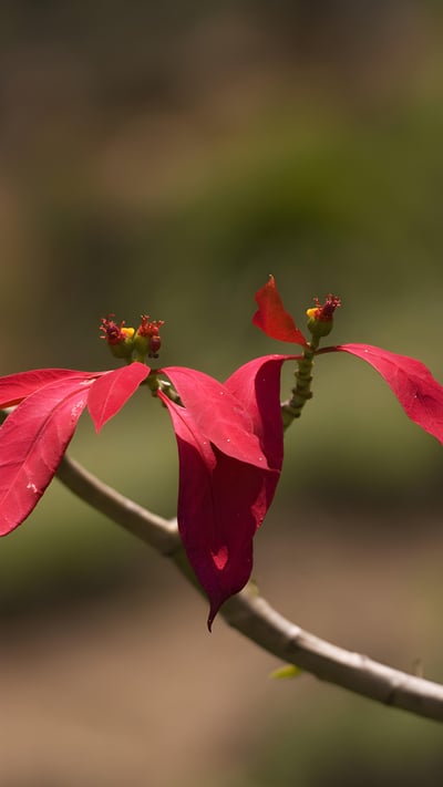 Wild poinsettia (aka Christmas flower) (© David Hosking/NPL/Minden Pictures) mobile wallpaper
