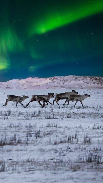 Northern lights and wild reindeer on the tundra in Norway (© Anton Petrus/Getty Images) mobile wallpaper