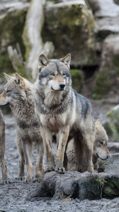 Loup gris (© AB Photography/Getty Images) mobile wallpaper