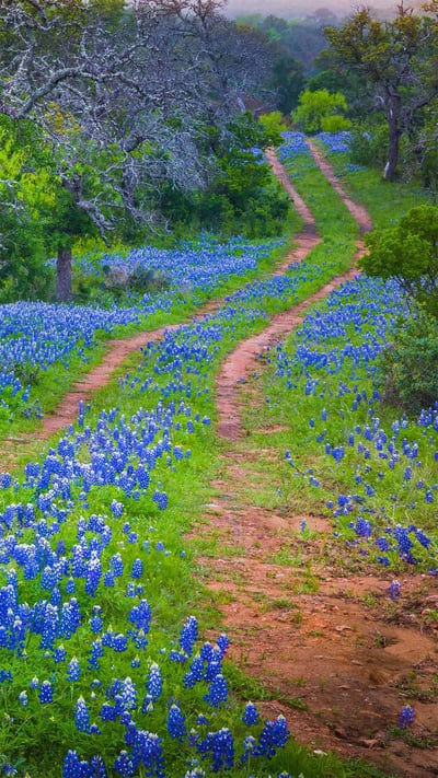 Bluebonnets growing alongside an old road in the Texas Hill Country (© Inge Johnsson/Alamy) mobile wallpaper
