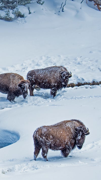American bison in Yellowstone National Park, Wyoming (© Steve Gettle/Minden Pictures) mobile wallpaper