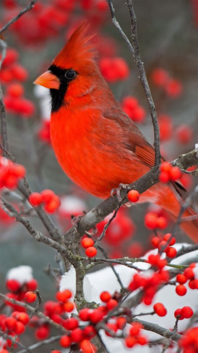 A northern cardinal perched in a common winterberry bush in Marion County, Illinois (© Richard and Susan Day/Danita Delimont) mobile wallpaper