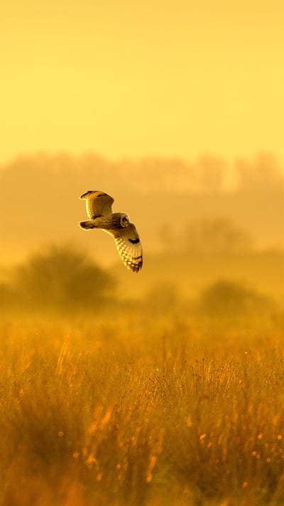 Short-eared owl hunting at dusk in Worlaby Carrs, Lincolnshire, England (© Ben Hall/Minden Pictures) mobile wallpaper