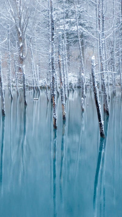 青い池, 北海道 美瑛町 (© Haruna/Getty Images) mobile wallpaper