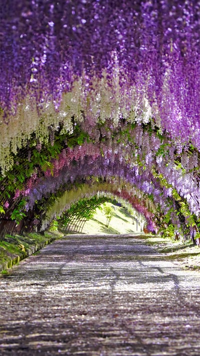 Wisteria blooms at Kawachi Fuji Gardens in Kitakyushu, Japan (© Wibowo Rusli/Alamy) mobile wallpaper