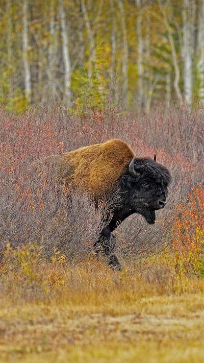 A wood bison near Behchoko, in the Northwest Territories, Canada (© Don Johnston/agefotostock) mobile wallpaper