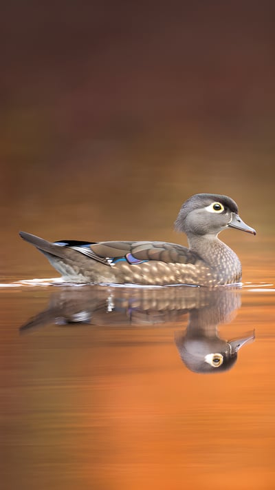 Wood duck hen (© ps50ace/iStock/Getty Images) mobile wallpaper