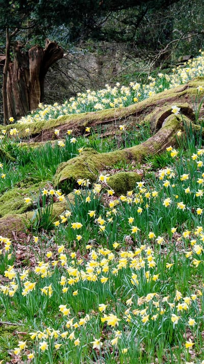 Daffodils in Dora’s Field, Rydal, Lake District (© Simon Whaley Landscapes/Alamy Stock Photo) mobile wallpaper