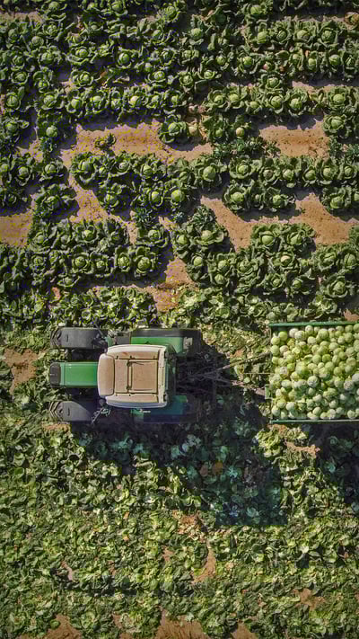 View of a tractor and trailers of cabbage in a field in Sankt Pölten, Austria (© Stephan Zirwes/Getty Images) mobile wallpaper