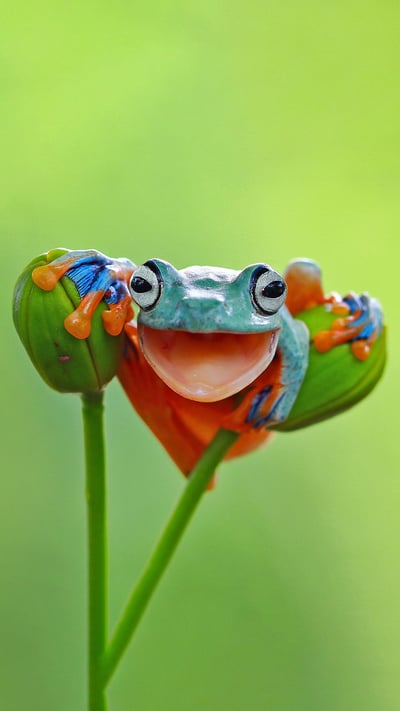 Javan tree frog, Indonesia (© kuritafsheen/Getty Images) mobile wallpaper