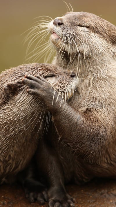 Zwergotter beim Kuscheln (© scooperdigital/Shutterstock) mobile wallpaper