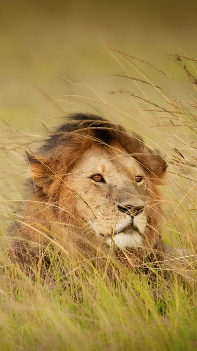 A lion in Maasai Mara, Kenya (© Scott Davis/Tandem Stills + Motion) mobile wallpaper