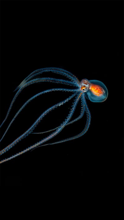 Octopus spotted during a night dive near Kona, Hawaii (© Jeff Milisen/Alamy) mobile wallpaper