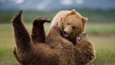 Bear with us—it's National Wildlife Day