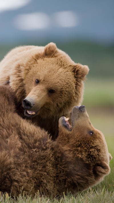 Grizzly bears wrestling, Katmai National Park and Preserve, Alaska (© Cavan Images/Adobe Stock) mobile wallpaper
