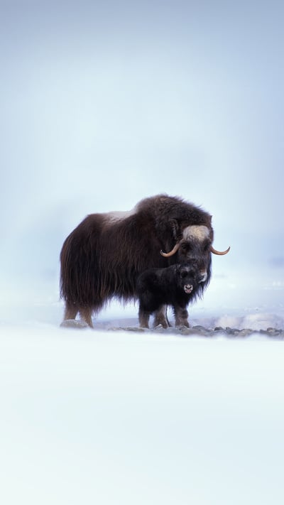 Muskox with newborn in the central Arctic coastal plain of Alaska (© Steven Kazlowski/Danita Delimont) mobile wallpaper