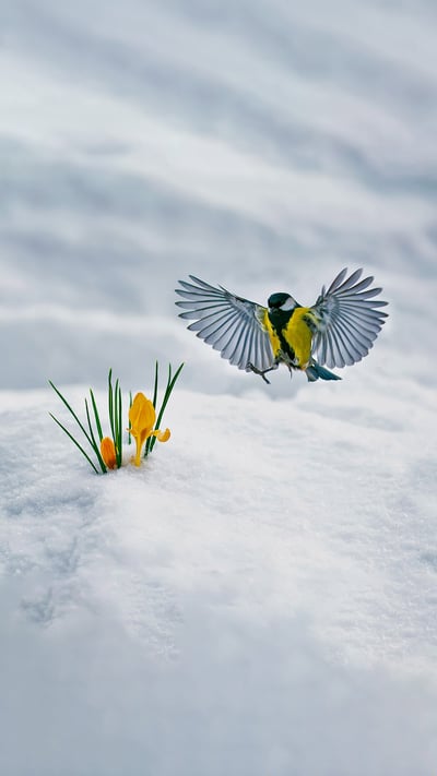 Great tit and yellow crocuses (© Nataba/Getty Images) mobile wallpaper