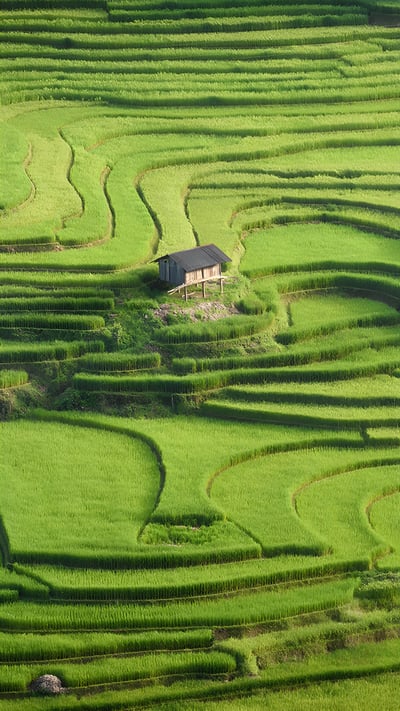 Rice terraces of Mù Cang Chải, Yên Bái province, Vietnam (© Kiatanan Sugsompian/Getty Images) mobile wallpaper