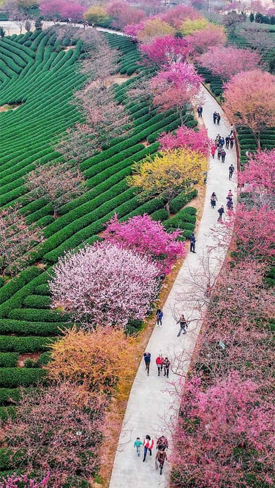 Blossoming cherry trees at a tea plantation in Longyan, China (© VCG/Getty Images) mobile wallpaper