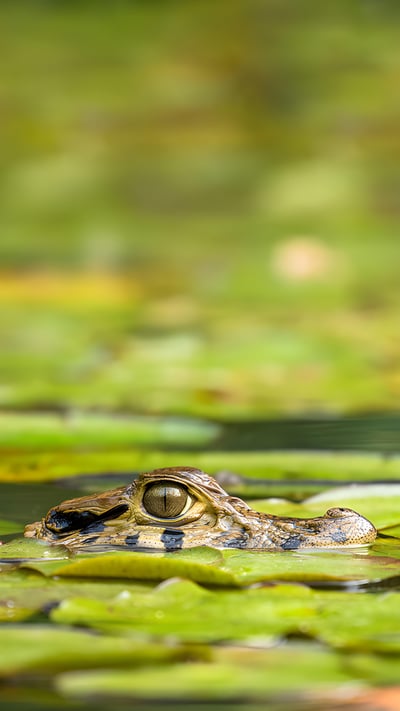 Young black caiman, Tambopata National Reserve, Peru (© Maxime Aliaga/Minden Pictures) mobile wallpaper